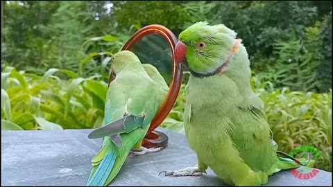 Parrot is a shock see your face mirror 🤣😯