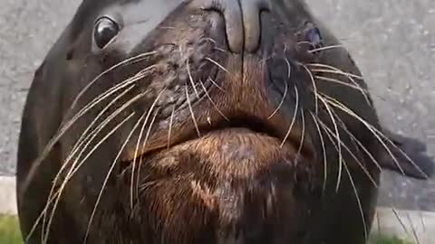 Feeding the little sea lion a fish, he was happy like a child