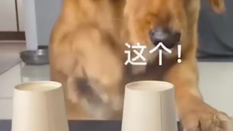 Best funny Cats and Dogs