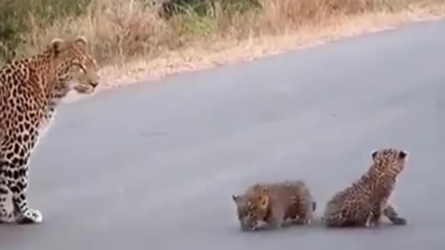Leopard helps it's cubs cross the road.