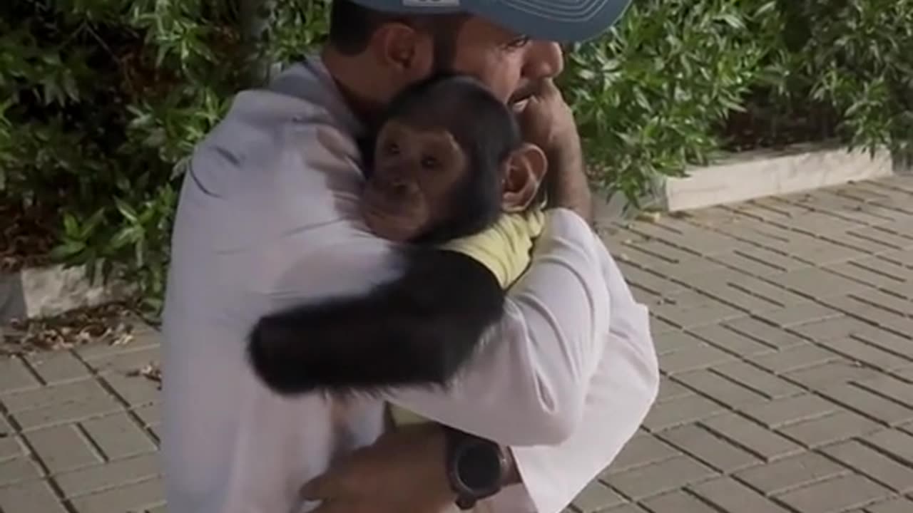 Monkey love to human
