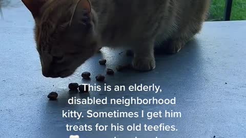 Give the neighbor's cat a snack once in a while