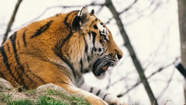 A Tiger Animal