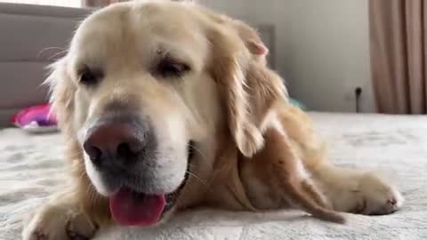 Tiny Kitten and Golden Retriever are Best Friends [Cuteness Overload]