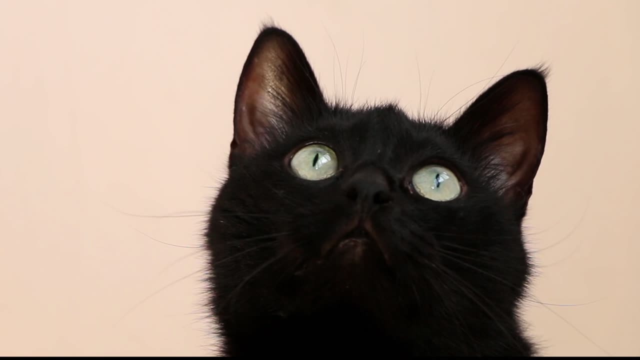 video-of-black-cat