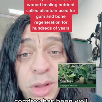 Comfrey The Self Healing Medicine For Teeth
