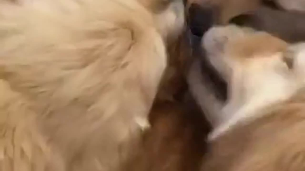 The dogs kiss the cat gently