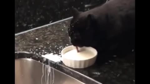 Cat with milk