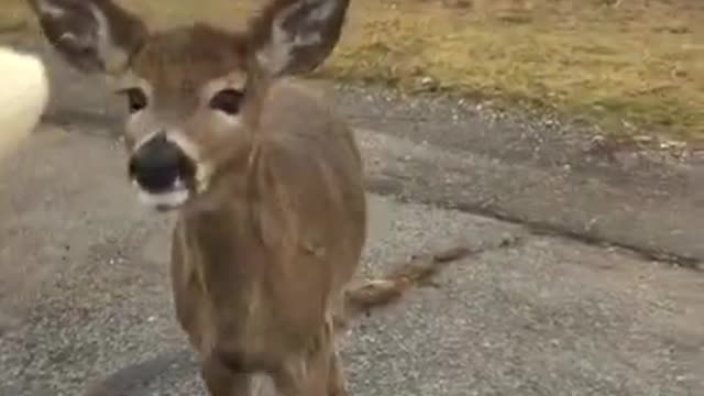 😊 #Animal #Shorts #Animals #love #deer