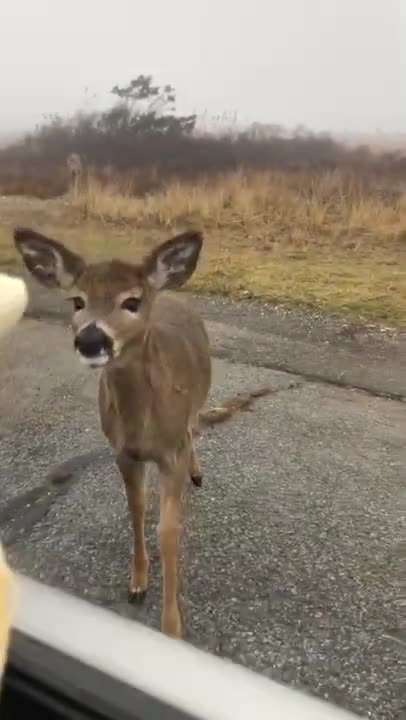 😊 #Animal #Shorts #Animals #love #deer