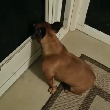 French Bulldog can't wait to pee