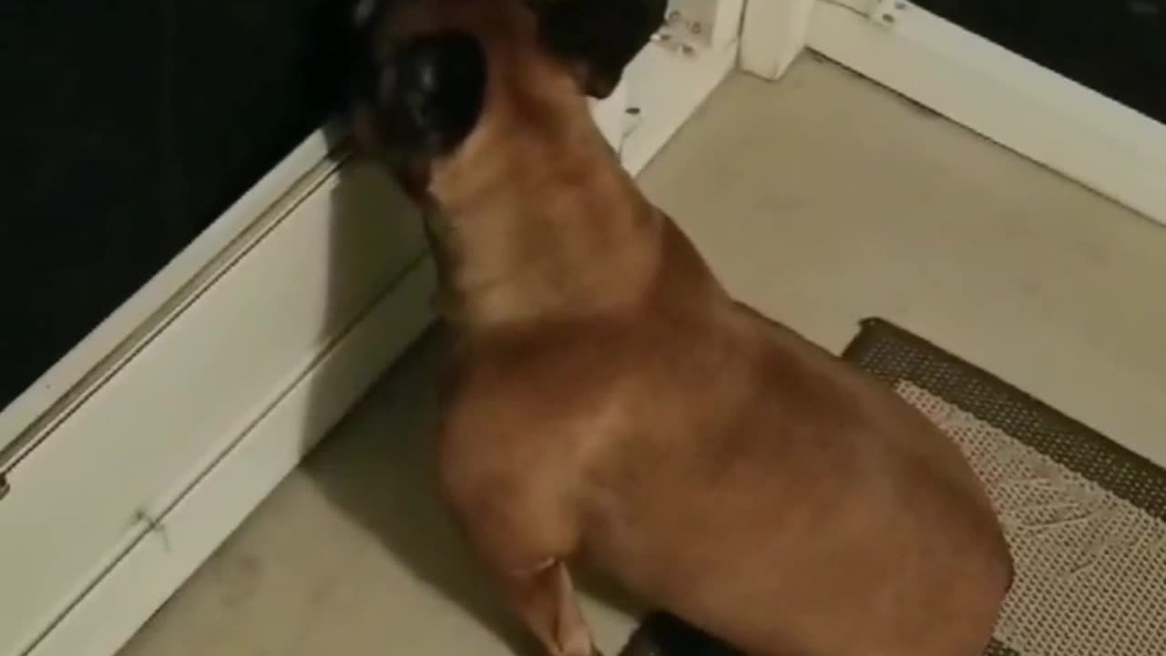 French Bulldog can't wait to pee