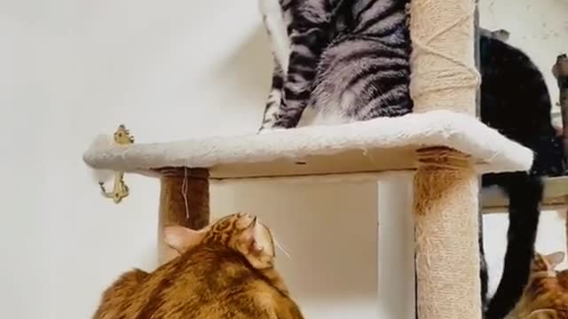 Animal World 10