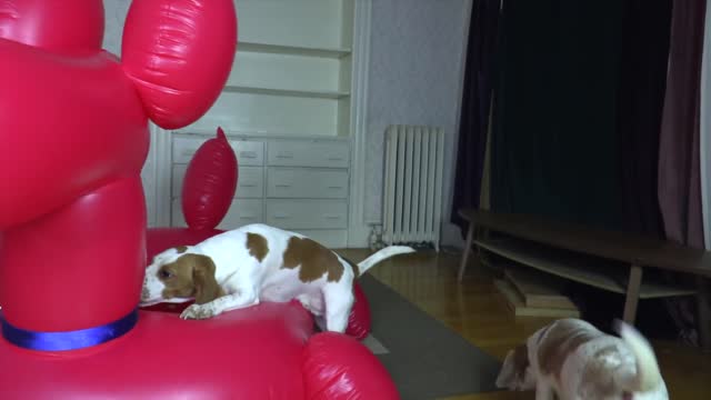 Dog vs Balloon Dog Prank Funny Dogs Maymo, Penny & Potpie Have Fun with Giant Balloon Dog