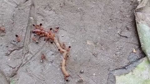 Earthworm or the ants