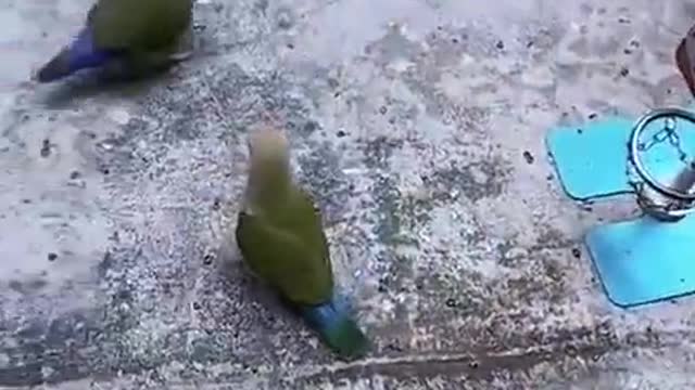 Parrots playing basketball