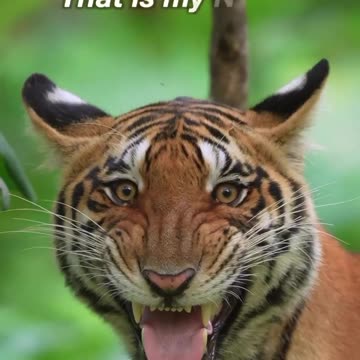 The Animal Special - Animal lover _ lion the king