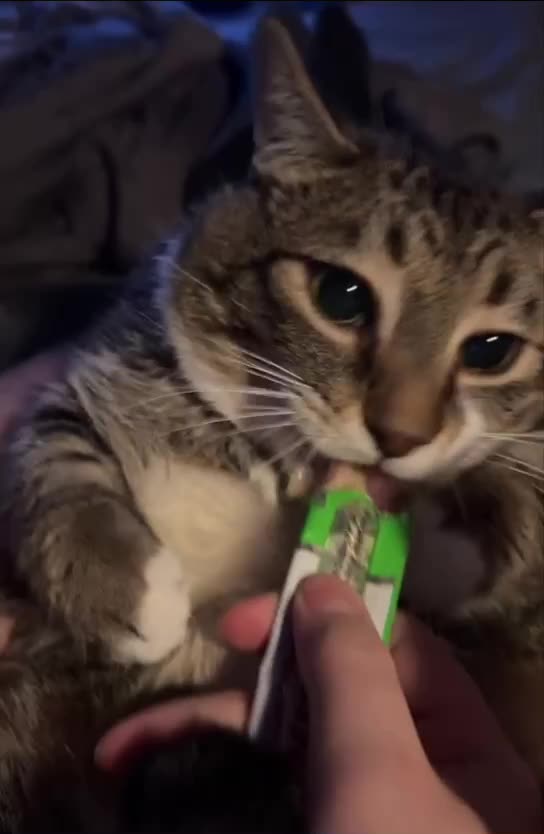 Eating with all four paws 🤣🤣🤣😍