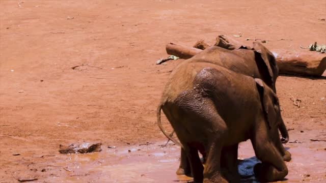 Funny and Cute Baby Elephant playing in Mud