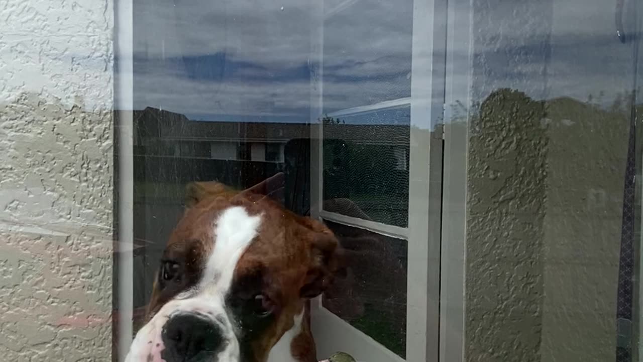 Boxer Dog Plays With Little Bird