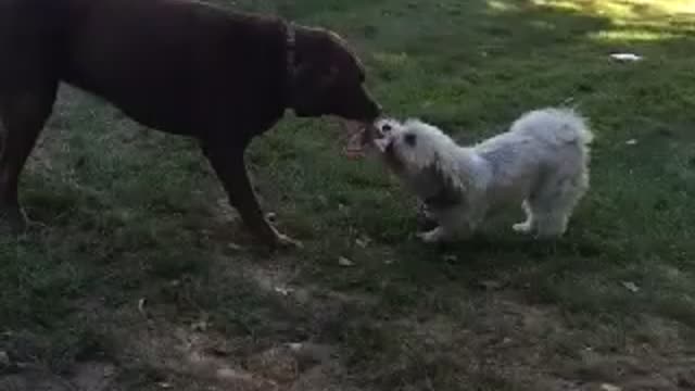 A Chocolate Lab and Havenese Play Tug-of-War