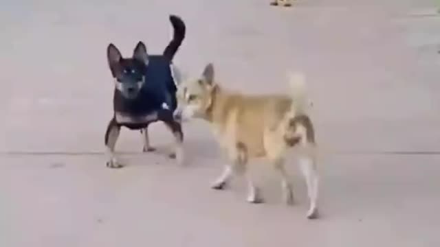 Dog fight !! Who want to fight with me