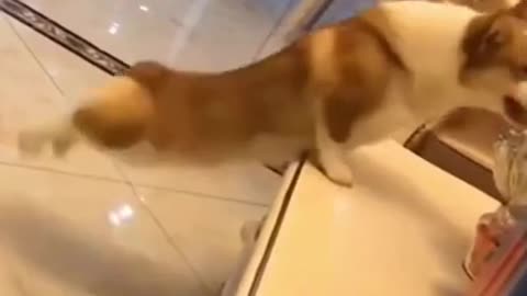 Dog making body🤔🤔🤔. Very funny dog video.