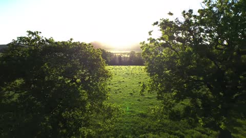 trees sunrise farm nature