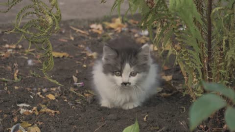 Kitten sitting outdoors street