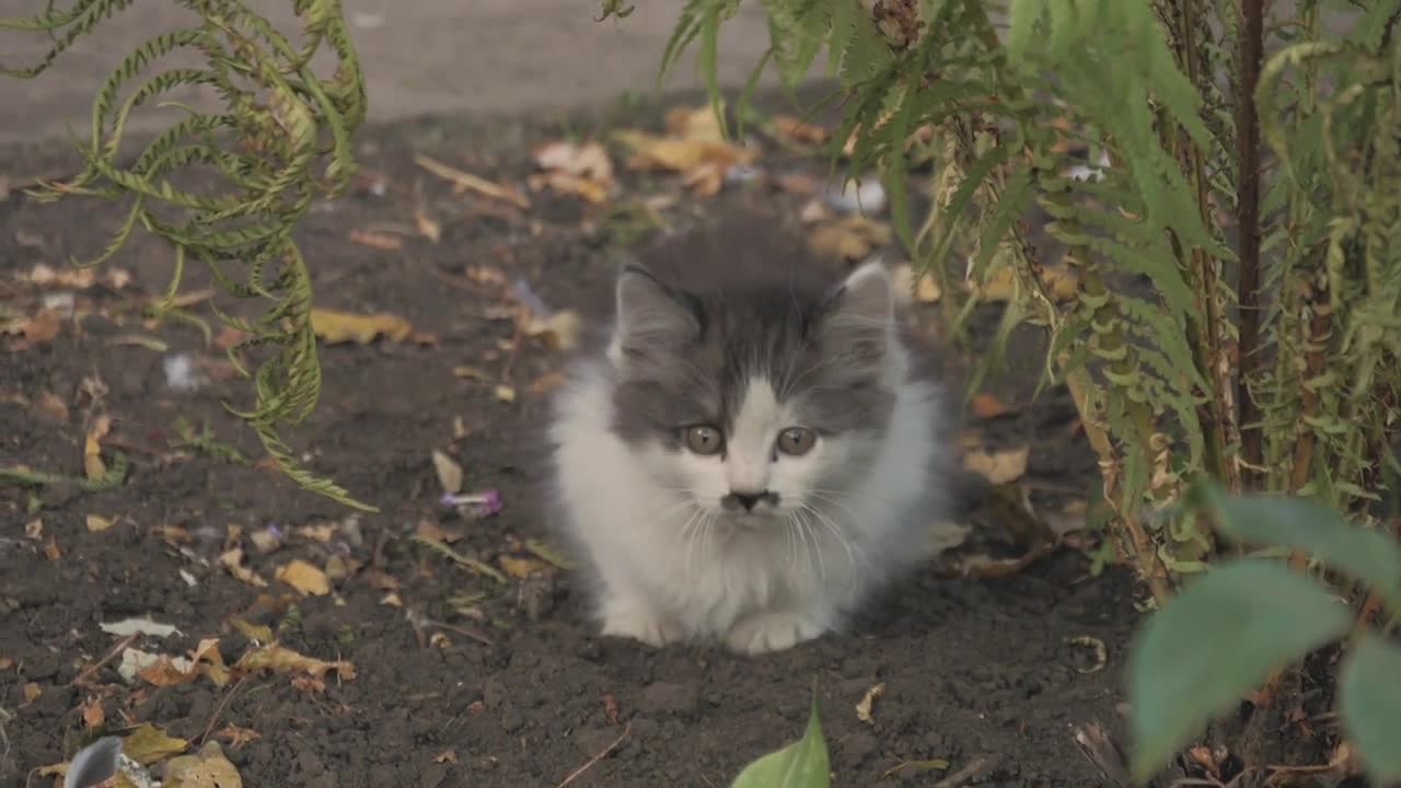 Kitten sitting outdoors street