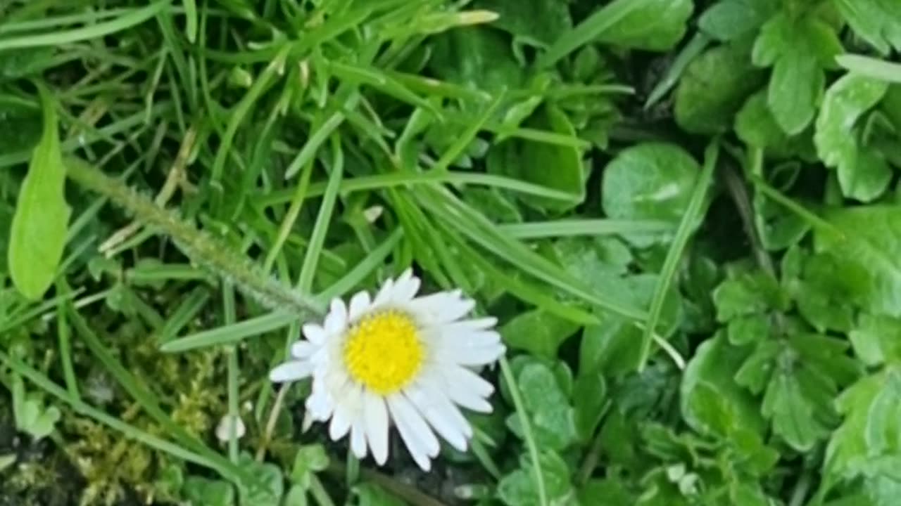 Daisies In North Wales.