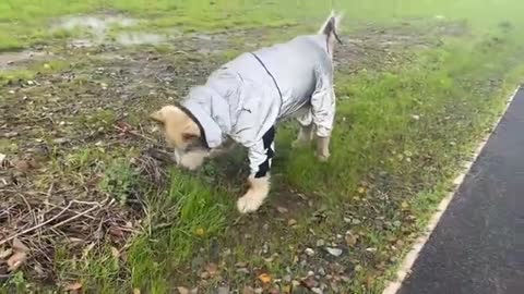 Adorable Baby Girl Walks Her Dog! Phil Got A Coat For His Alopecia!! (So Cute!)