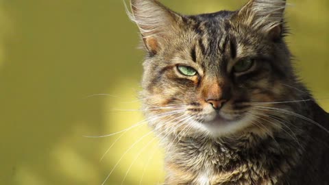 The beautiful cat Looking at the camera watched with high resolution