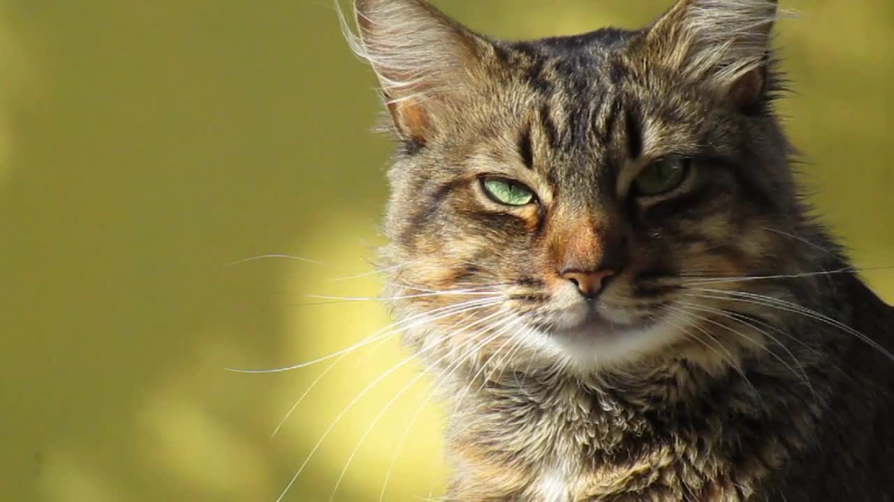 The beautiful cat Looking at the camera watched with high resolution