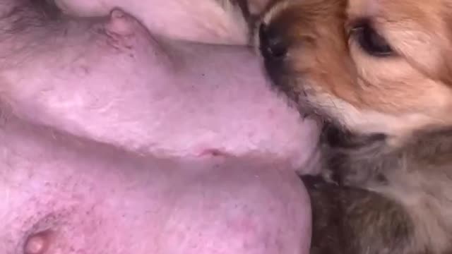 little puppy suckling