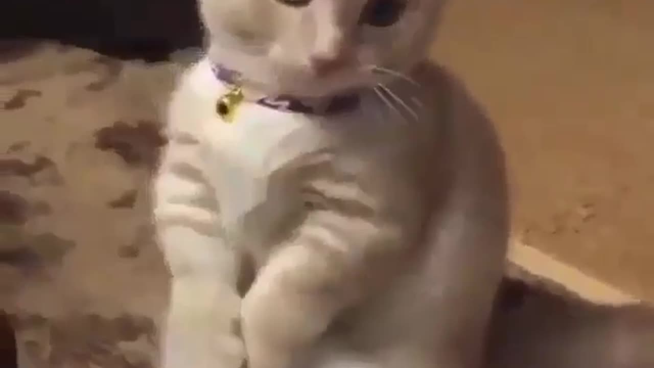 Funny video
