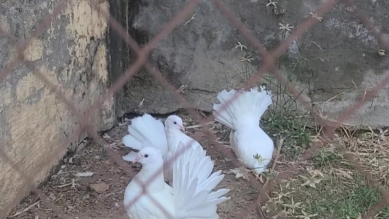 Pigeons