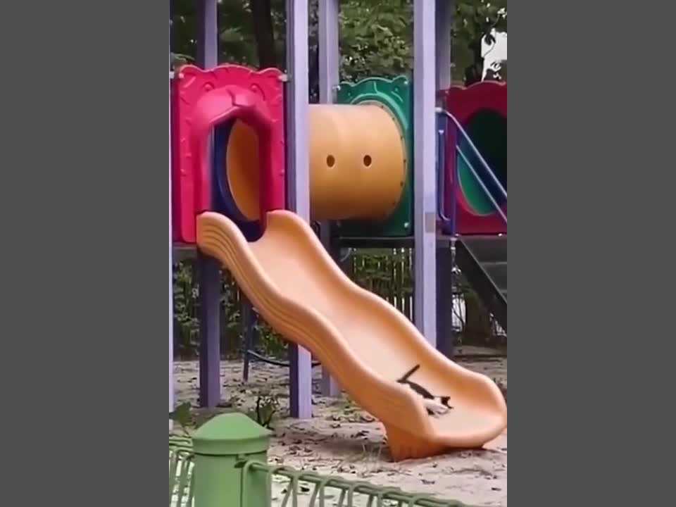 Funny cat