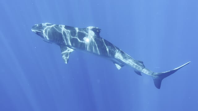 Tiger shark 15 foot upclose