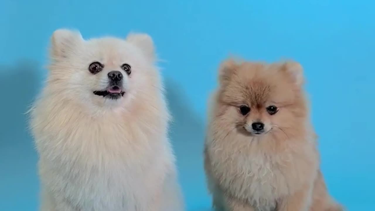 Funny animal videos #shorts #animals #dogs