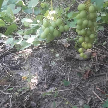 Green grapes