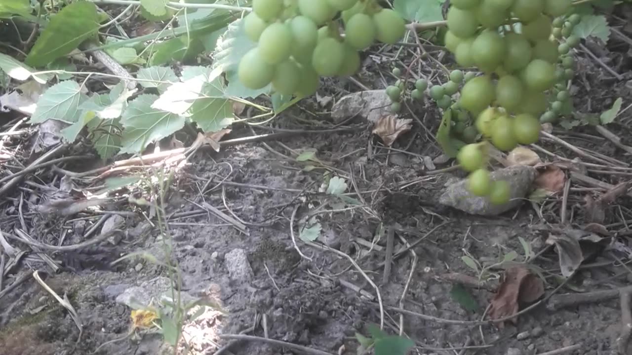 Green grapes