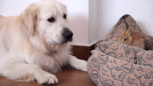 Funny Dog Trying to Play with a Cute Rabbit