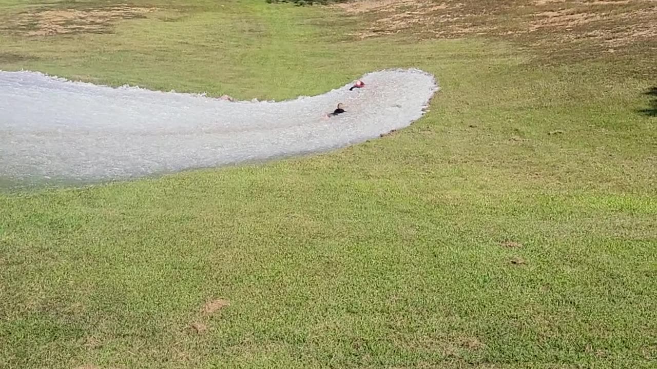 Alabama Surfing A Broken Swimming Pool Wave