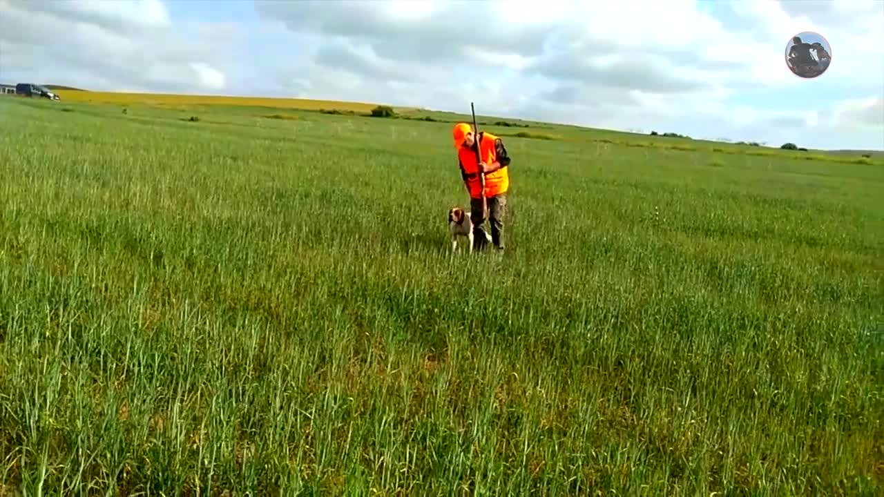 entrainement chien de chasse