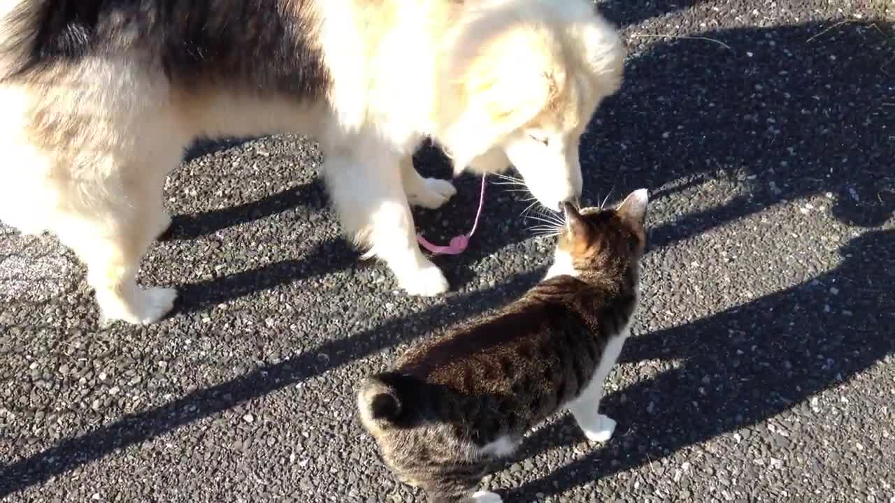 Rocky, one of our dogs playing