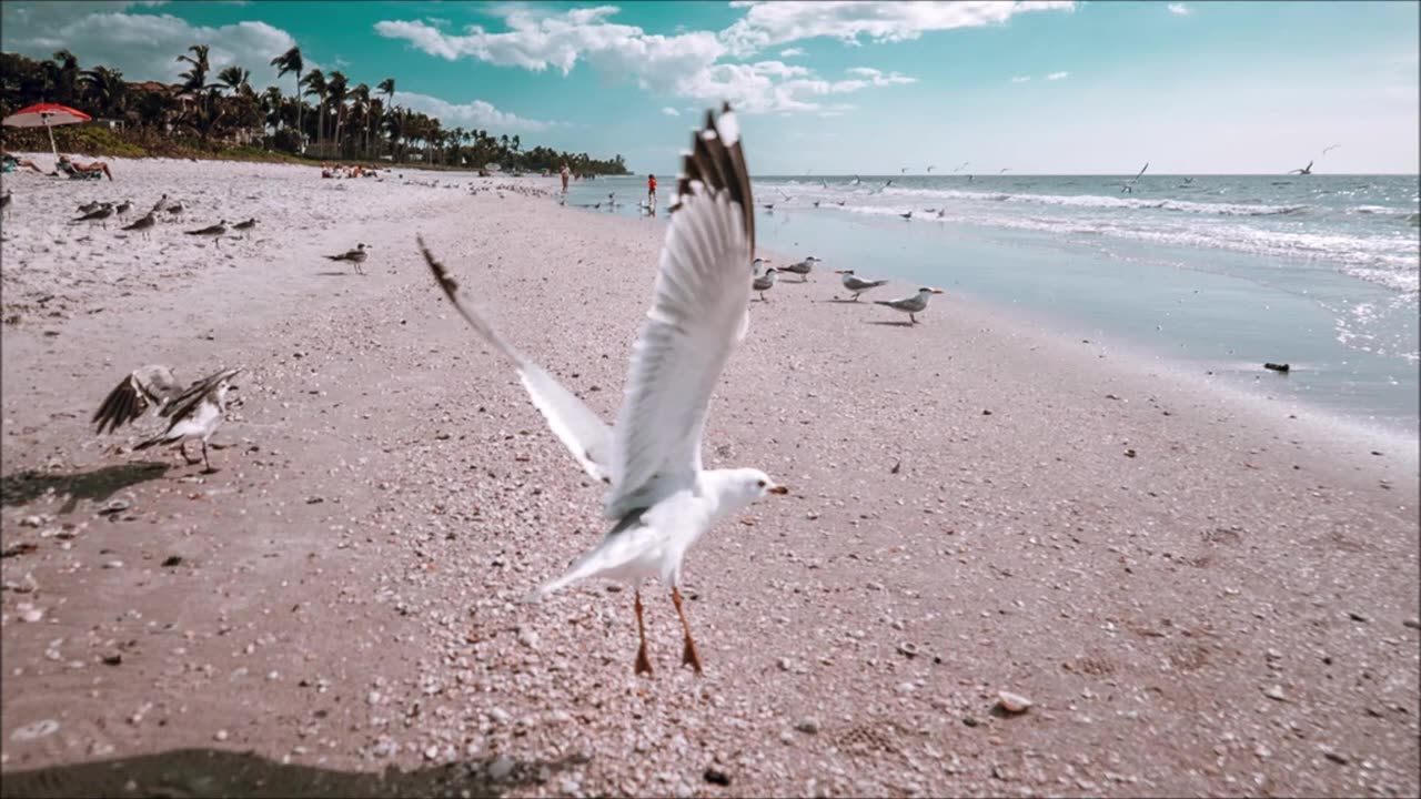 Seagull Beach Sound Effect