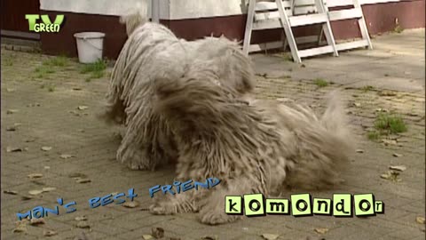 komondor puppies