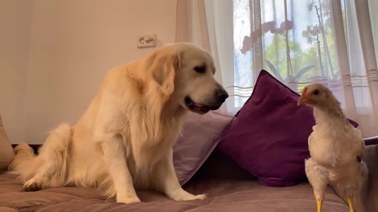 Golden Retriever and Chick [Funny Reaction]