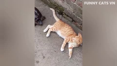 Funniest cats and dogs video